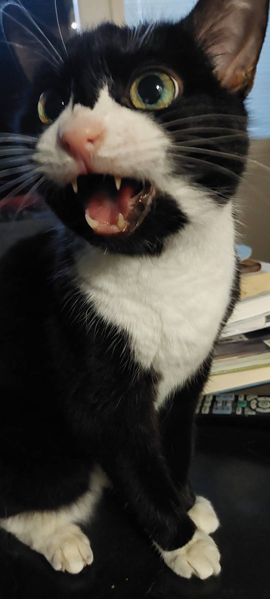 Onnea Nyyti 15 vuotta!