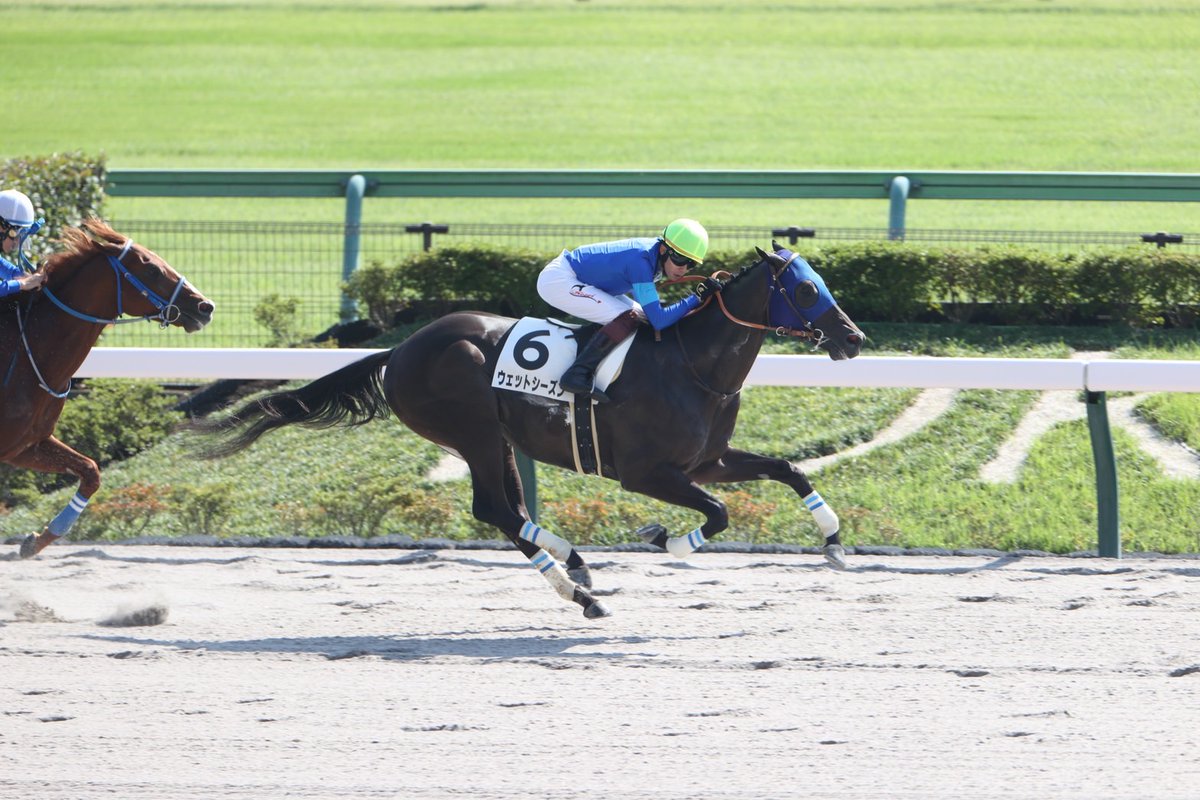 HTanaka_stable's tweet photo. 先週の回顧になります。レモンポップを含めて3日間で3勝することができました。関係者の皆様、おめでとうございます＆ありがとうございます。引き続き勝利に対して貪欲にスタッフ一同頑張ってまいります。写真の関係もあり、南部杯の回顧は次のポストでつぶやきます。写真は武田明彦カメラマン(@Aki_piko)です。

2024年10月13日(日)
・東京1R
クラリネットソナタ  佐々木大輔騎手　4着

「軽い走りをするところがみられ、芝のレースに使いましたが、伸び切れない面がありました。ちょっとジリジリするところがあったことを考えると、現状ではダートが良さそうです。脚元が固まり切っていないところもあるので、様子を見ながら進めていきます」

 #クラリネットソナタ
 #佐々木大輔 騎手
 #社台RH 様

・東京6R
ウェットシーズン  三浦皇成騎手　1着

「人間との関係性に課題はまだ残しますが、鞍上の三浦騎手が返し馬のときから考えてコンタクトを取ってくれましたし、レースでも外目の3番手で上手に折り合ってくれ、力を出してくれました。未勝利戦を勝ったときはソラを使うなどまだまだ子供っぽいところもありましたが、徐々に精神面での成長も感じさせます。まだまだ上で戦える馬だと思うので、課題をしっかりと解決していきます」

 #ウェットシーズン
 #三浦皇成 騎手
 #ゴドルフィン 様

2024年10月14日(月）
・東京5R
デンクマール　Cルメール騎手　1着

「バランスや手前の替え方に課題を残していましたが、レースでは上手く走ってくれました。いいものがあるのは調教で分かっていましたが、勝ち内容、時計、上がりも良かったと思います。結果的にハナへ行く競馬になったことでリズム良く走れたのは間違いないでしょう。今回は芝1800ｍでの勝利でしたが、ルメール騎手は1600ｍだと、もっとパフォーマンス上がってもいいということを言っていたので、再度、吟味して今後の番組を検証していく予定です」

 #デンクマール
 #Cルメール 騎手
 #サンデーR 様

★コメント、ハッシュタグはスタッフがまとめています。
