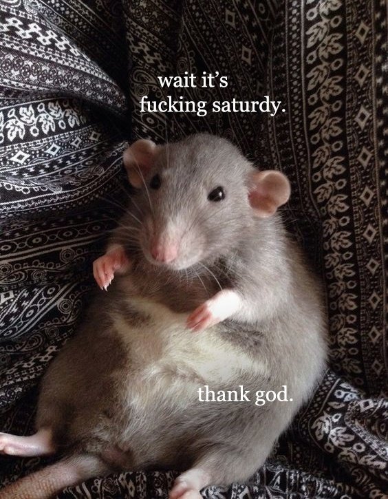 venuslovesrats's tweet photo. someone tell this rat it's raturday https://t.co/r4NQpEI3MY