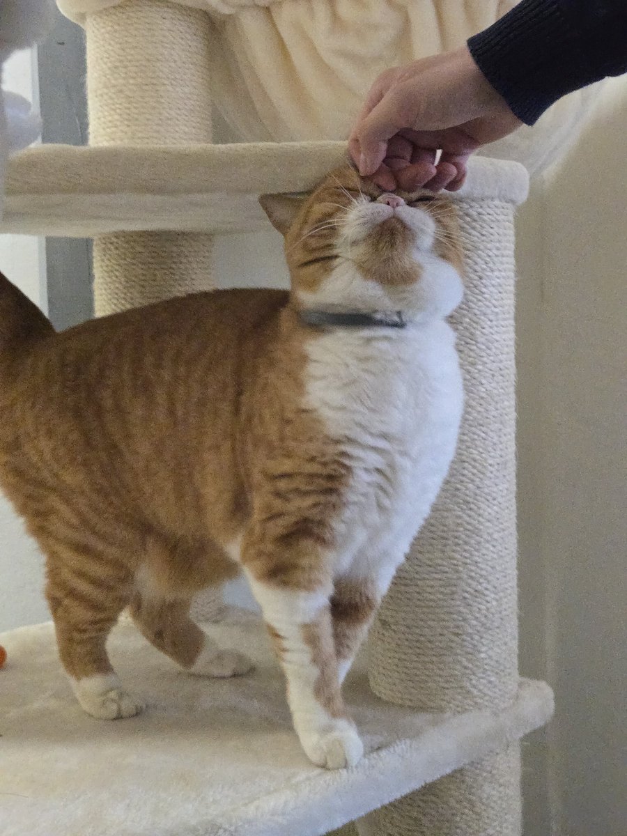 BenBillyKwijt's tweet image. We zijn bij kattenhotel/café. Deze is onze fav 🤎