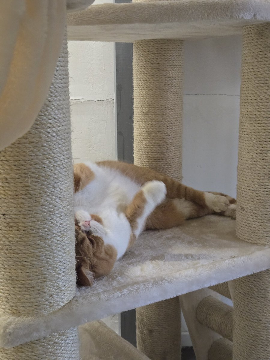 BenBillyKwijt's tweet image. We zijn bij kattenhotel/café. Deze is onze fav 🤎