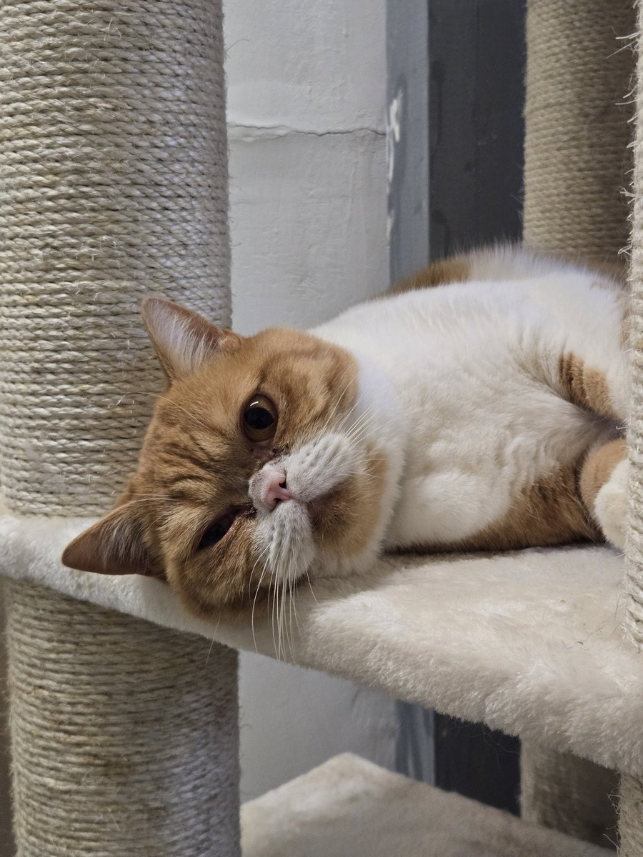 BenBillyKwijt's tweet image. We zijn bij kattenhotel/café. Deze is onze fav 🤎