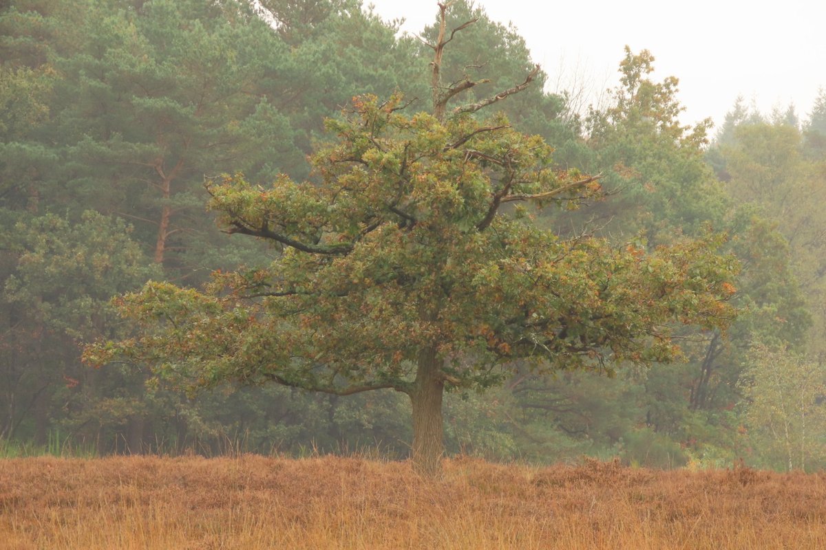 Elsbeth Kwant tweet media