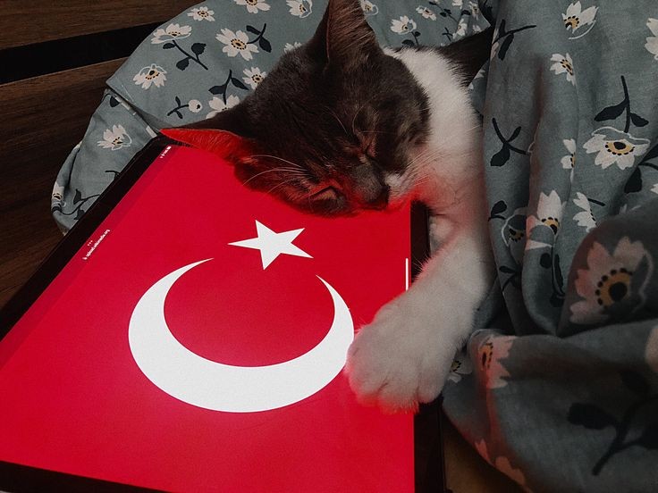 Turkic Culture (@turk1cculture) on Twitter photo 