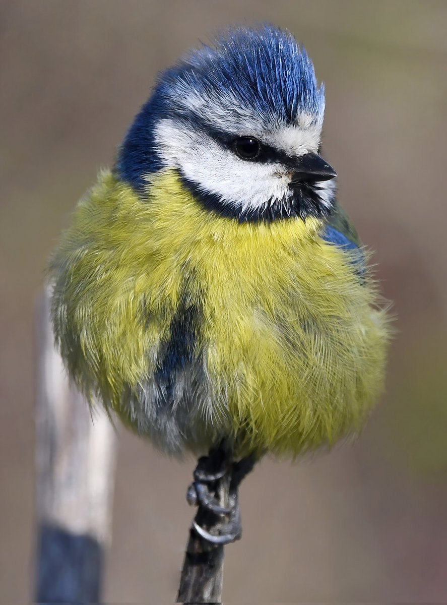 CarlBovisNature's tweet photo. I asked Grok 'Who is Bruiser the Blue Tit?'... ❤️🐦 https://t.co/RAai808b33