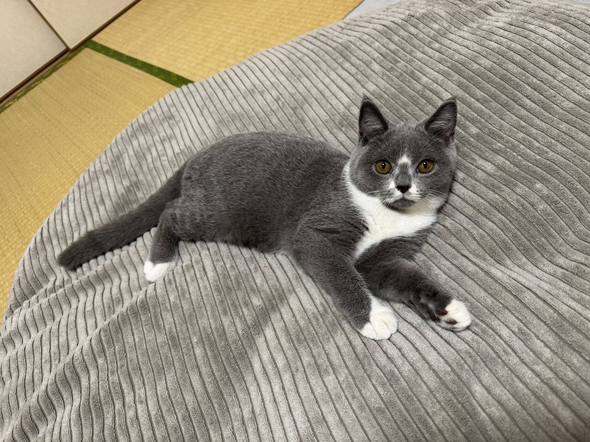 nikuQ_0218's tweet photo. 今のところ、【ぽぽ】も【たび】も
食欲、排泄、体調、問題なし！
一安心です😹

#猫 #猫好きさんと繋がりたい
#猫のいる暮らし #猫のいる幸せ
#ブリティッシュショートヘア https://t.co/xQmLymhZfw