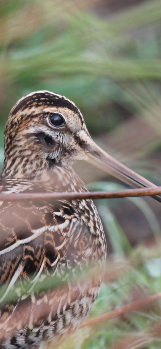 South Shields Birder North East Breeding Birds (@birdersouth) on Twitter photo Common Snipe photographed this morning Co Durham. You can see the bird is on alert as the feathers around the ear are opened. <a href="/NestingUpNorth/">NestingUpNorth</a> <a href="/tonymcguire1966/">Tony McGuire</a> <a href="/ScarecrowNeste1/">Dr Cherry Picker</a> <a href="/waderquest/">Wader Quest</a> <a href="/_BTO/">BTO</a> <a href="/HalfSnipe/">UK Half Snipe</a> <a href="/Waderworld1/">Wader-World 🌍</a> <a href="/Britnatureguide/">The British Nature Guide</a> <a href="/WaderStudy/">Wader Study</a> Common Snipe photographed this morning Co Durham. You can see the bird is on alert as the feathers around the ear are opened. <a href="/NestingUpNorth/">NestingUpNorth</a> <a href="/tonymcguire1966/">Tony McGuire</a> <a href="/ScarecrowNeste1/">Dr Cherry Picker</a> <a href="/waderquest/">Wader Quest</a> <a href="/_BTO/">BTO</a> <a href="/HalfSnipe/">UK Half Snipe</a> <a href="/Waderworld1/">Wader-World 🌍</a> <a href="/Britnatureguide/">The British Nature Guide</a> <a href="/WaderStudy/">Wader Study</a>