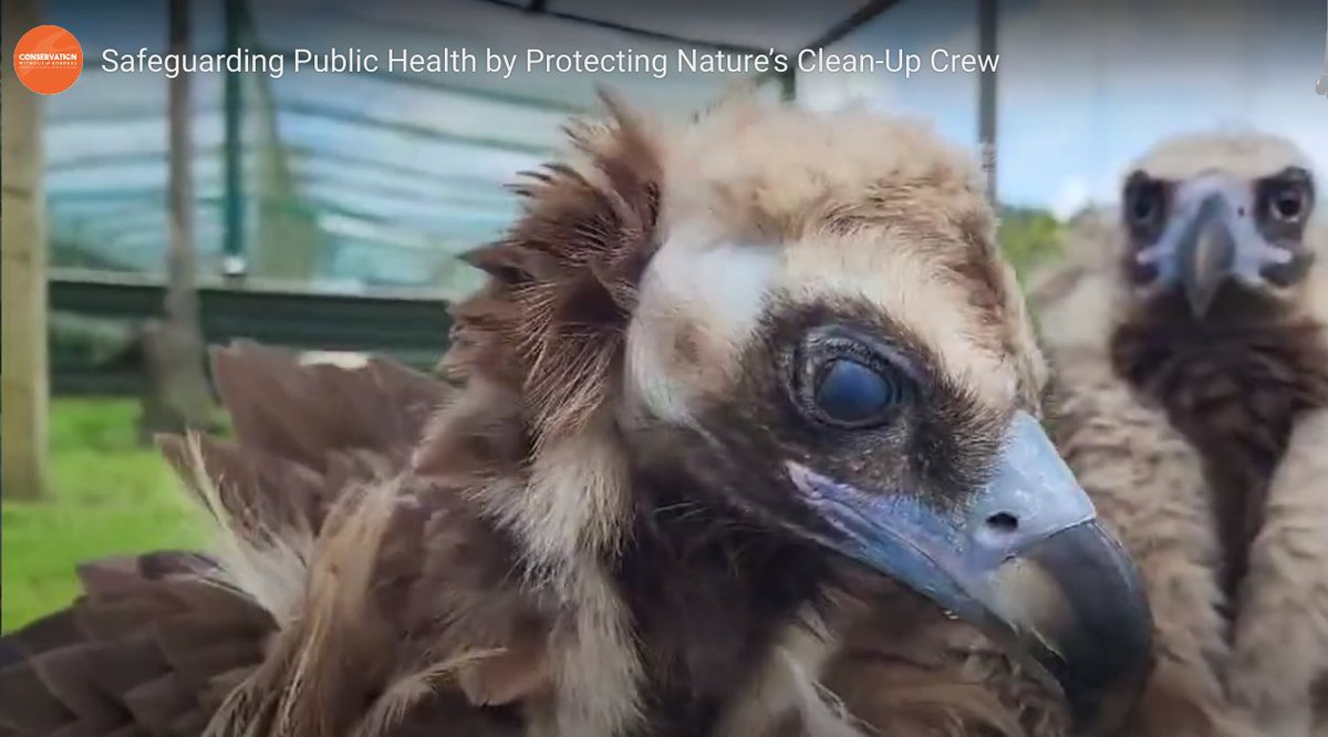 C_no_borders's tweet photo. THANK YOU to all our amazing supporters Some of their comments: "What a wonderful and inspiring initiative" "Vultures are nature's clean-up crew" "We are fools to risk losing these powerful, necessary birds" "Such an important cause, whether you love wildlife or humans, or both!" https://t.co/aygpXzIxEW