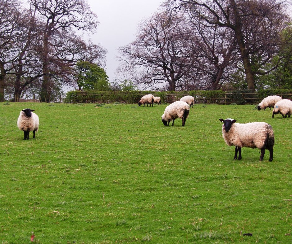It’s common for sheep to be moved around more frequently for tupping. 
Safe and efficient sheep handling facilities are vital. To help reduce stress, it’s best practice to move handling equipment to the sheep.

#BestPractice