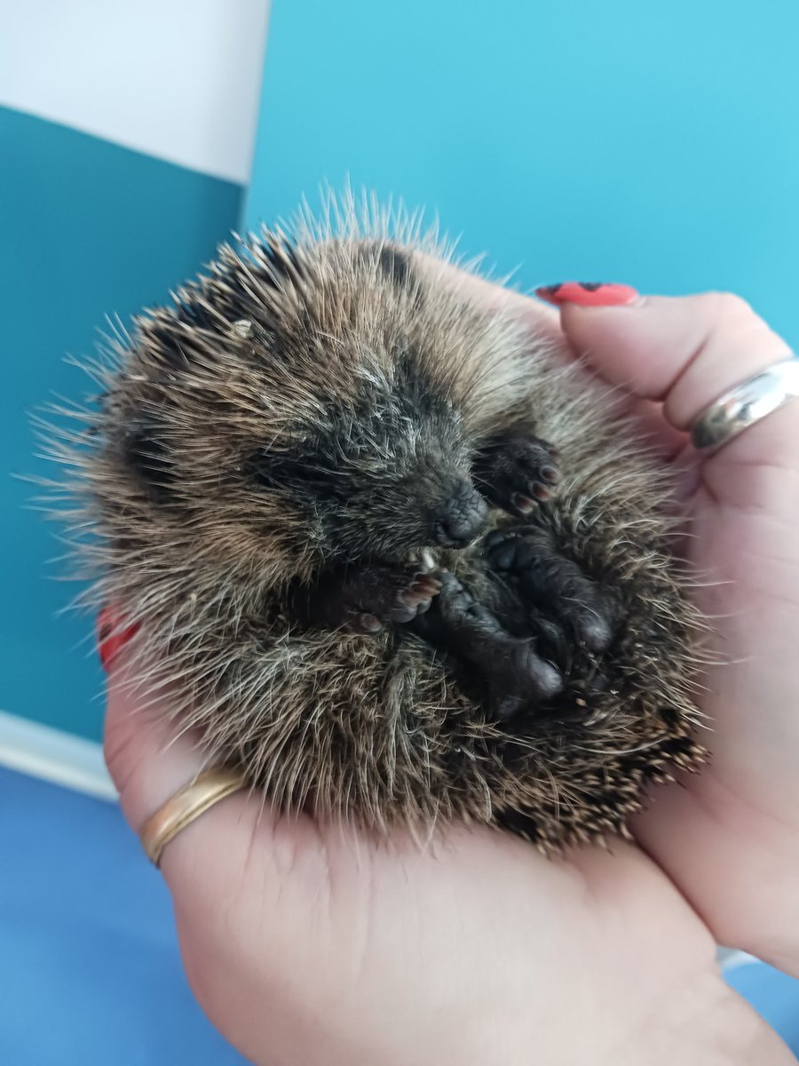 Rob Percival tweet media