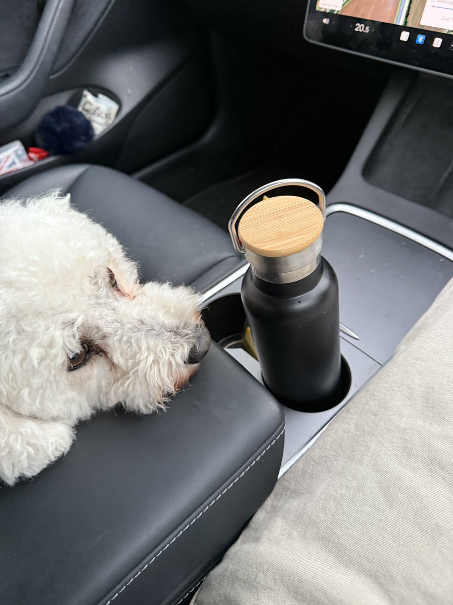 tblacker7's tweet image. A hard trip to make this morning. He stared at me from that position the whole way. Hope he loves his new home and his loving new owners. Thanks for an amazing 5 years Teddy 💔