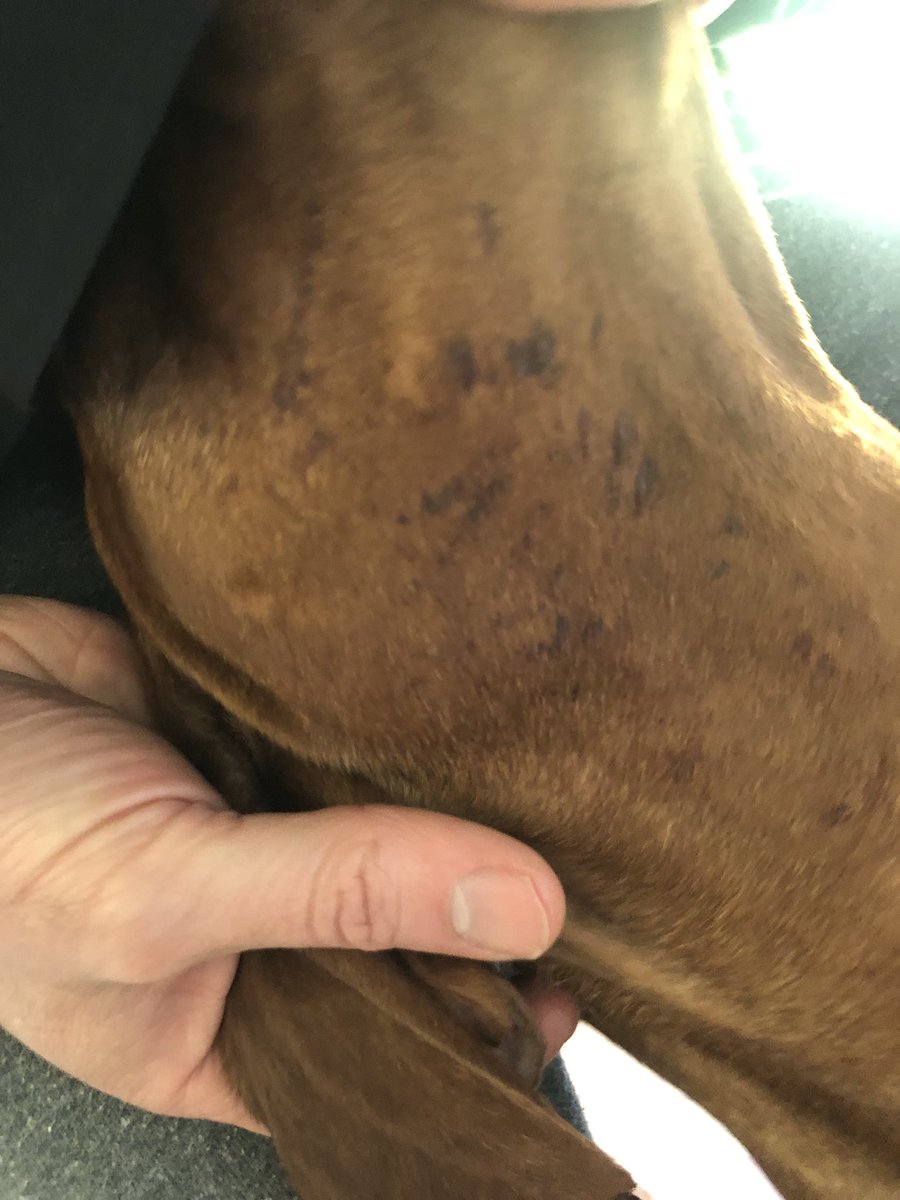 Steven O'Riordan tweet media