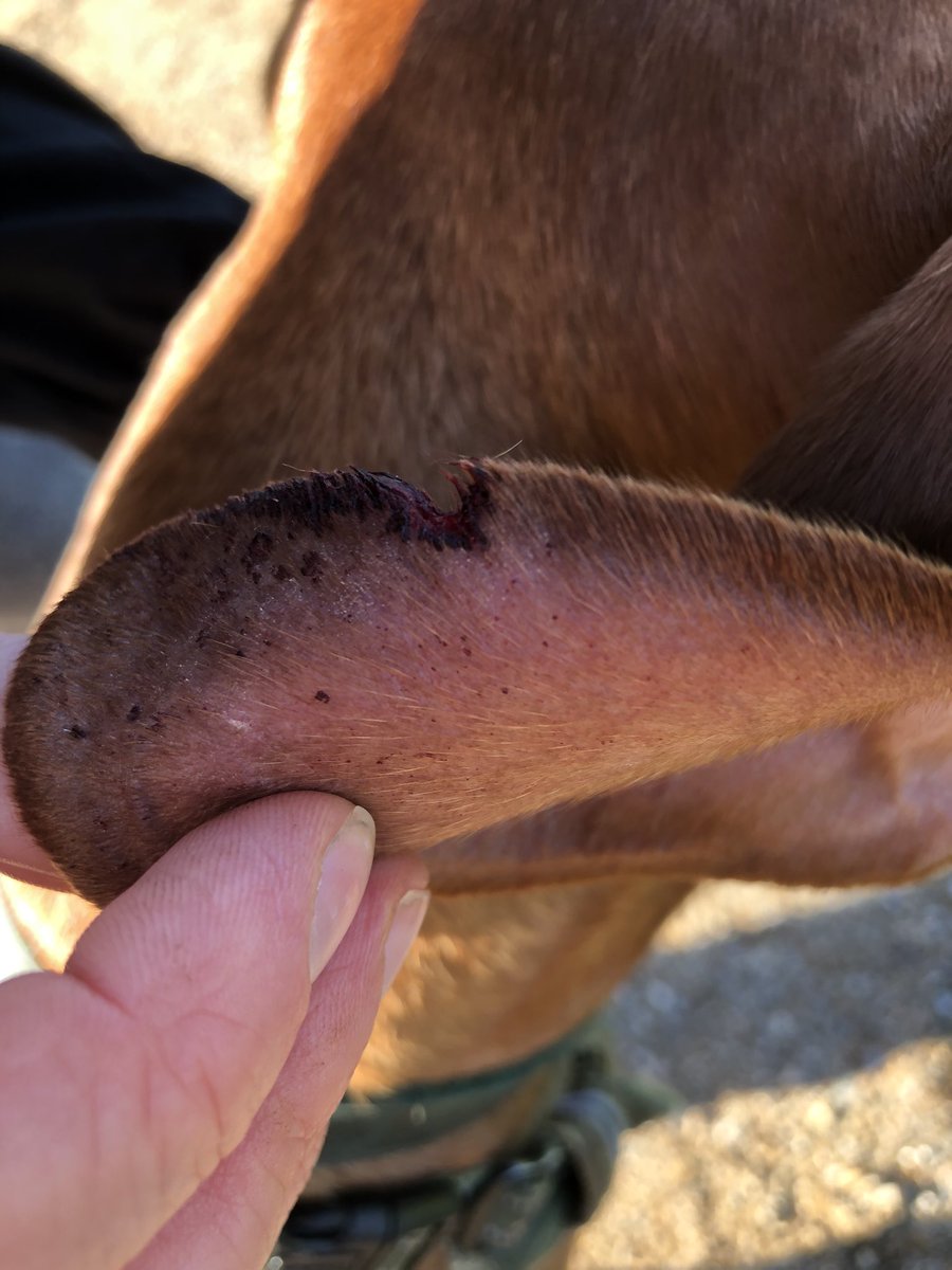 Steven O'Riordan tweet media