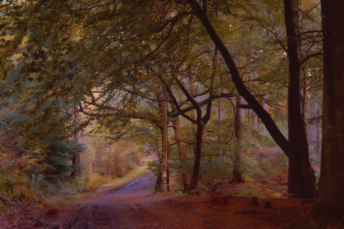 Andy M (@salescycle) on Twitter photo And in a blink of an eye the colours are changing. Early morning on or just off the Sandstone trail at Delamere Forest. Enjoy your Saturday. #delamereforest #delamere #Cheshire #Cheshirelife #woodlandphotography #SaturdayMorning @Stormhour <a href="/ThePhotoHour/">#ThePhotoHour</a> And in a blink of an eye the colours are changing. Early morning on or just off the Sandstone trail at Delamere Forest. Enjoy your Saturday. #delamereforest #delamere #Cheshire #Cheshirelife #woodlandphotography #SaturdayMorning @Stormhour <a href="/ThePhotoHour/">#ThePhotoHour</a>