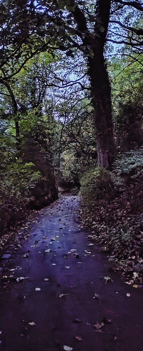 Jesmond Dene parkrun tweet media