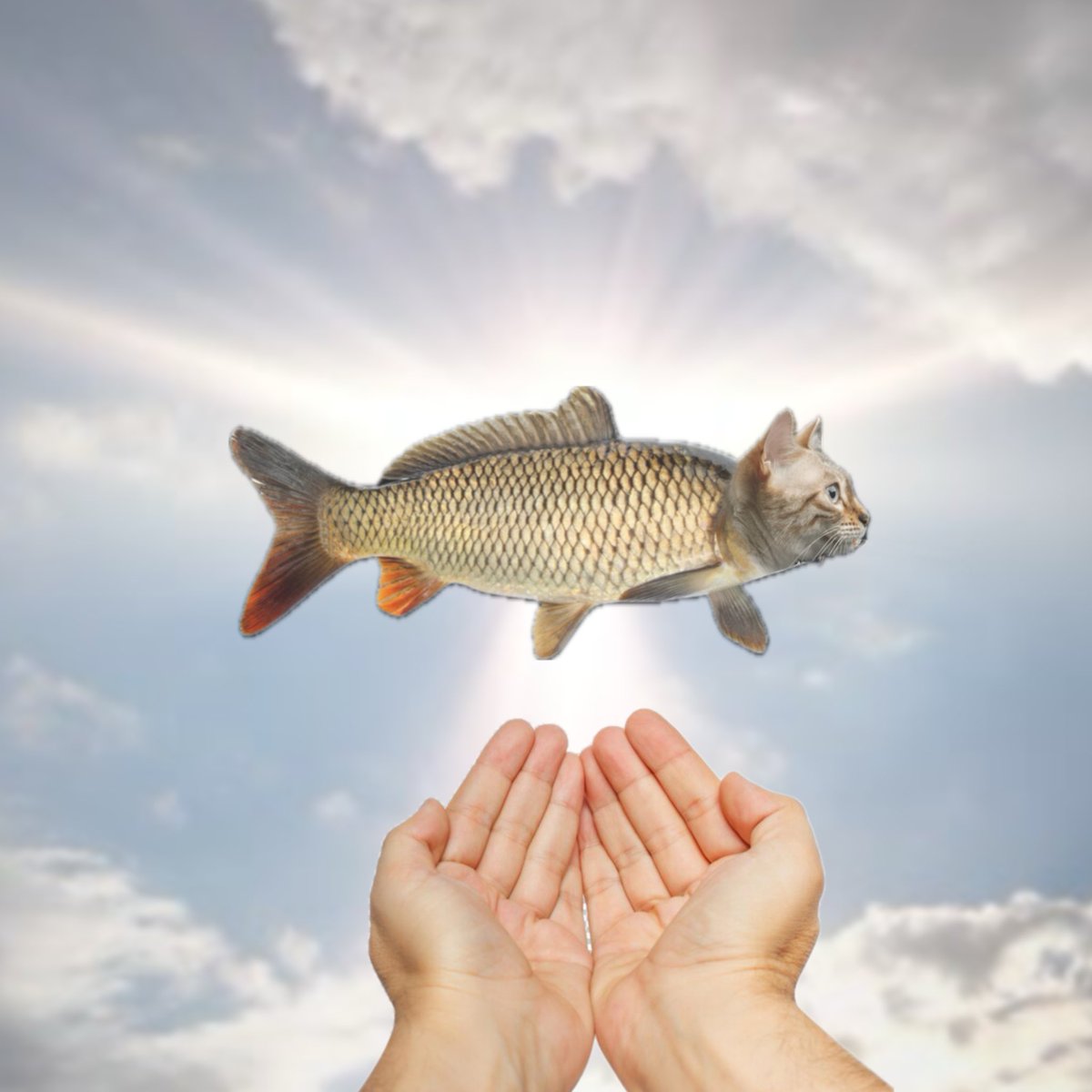 CrackFishCat's tweet photo. @KookCapitalLLC My dev was so high he misspelled to token name. Now the fishcat lost its crack.

Ca: AvkM4W9pVwbJTM5QcBBnYZAVaRqad1CkNykj6YEmruTQ

TG:
https://t.co/uBtcO5bdBk https://t.co/8LuDjEyyWw