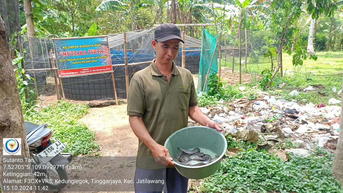 TantoPwt's tweet photo. Selasa, 15/10-2024 Pendampingan kegiatan sampling pd kegiatan budidaya ikan lele media bak bulat di Pokdakan Mutiara Tirta ds. Tinggarjaya kec. Jatilawang. Sampling didapatkan hasil rerata 15 ekor/Kg
#LuhLapor
#GiatLuhkanSatminkalTegal
#Banyumas https://t.co/D1hULuqxSq