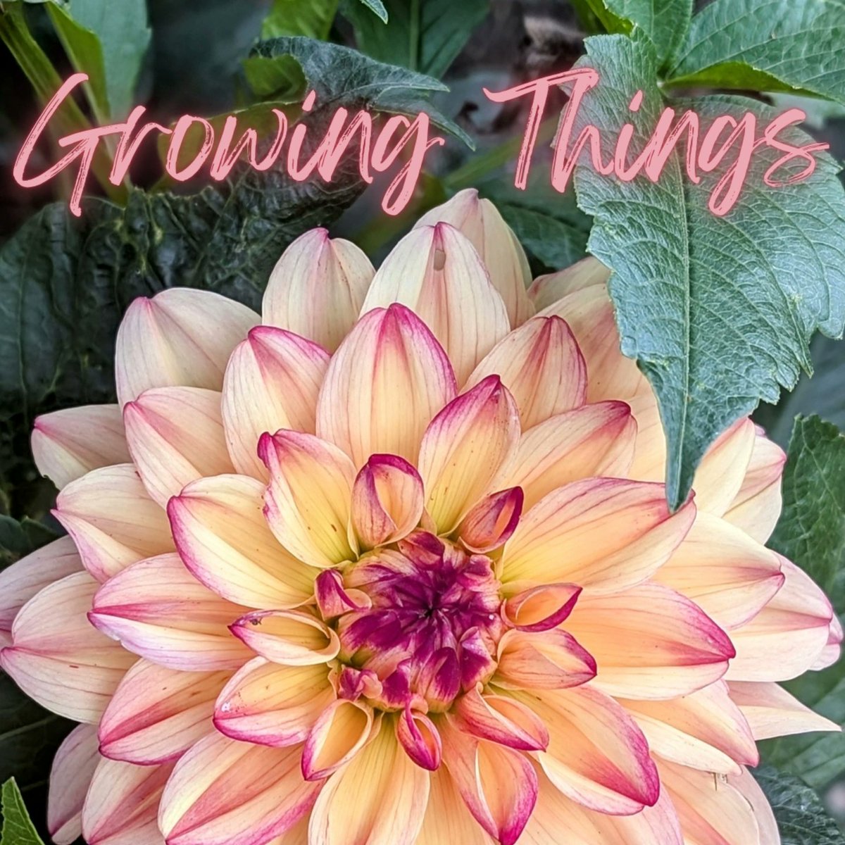 I'm starting a Substack called Growing Things....things like plants, flowers, kids... And anything else I can awkwardly shove into the idea of growth. 
Please save my embarrassment and sign up at the link below! Thanks... 🏵️ rhiannonevans.substack.com/?r=dg8&utm_cam…