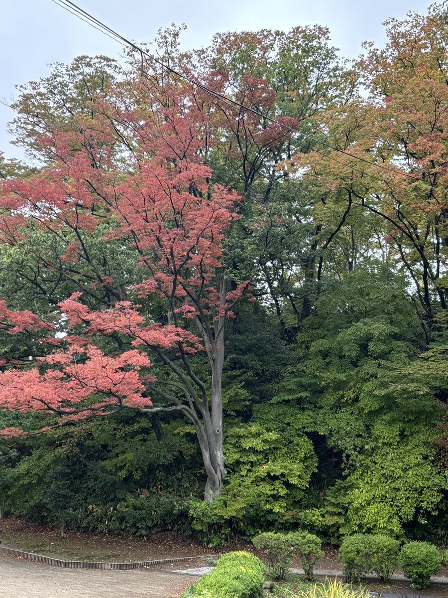 Autumn colours in #Akita