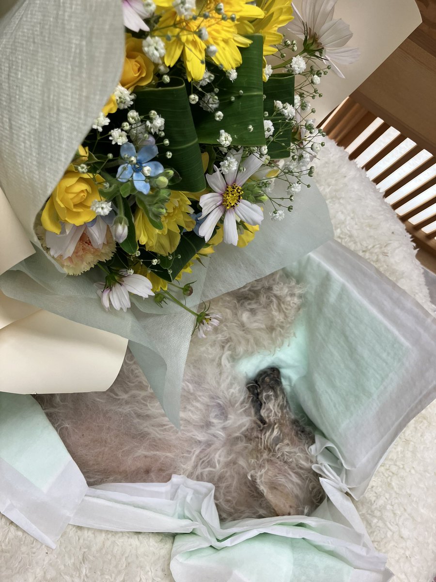 Lc0_3's tweet photo. お空へ🌈💐

どこへ行ってもずっと私の子どもだよ。 https://t.co/zYUX8pVk6j