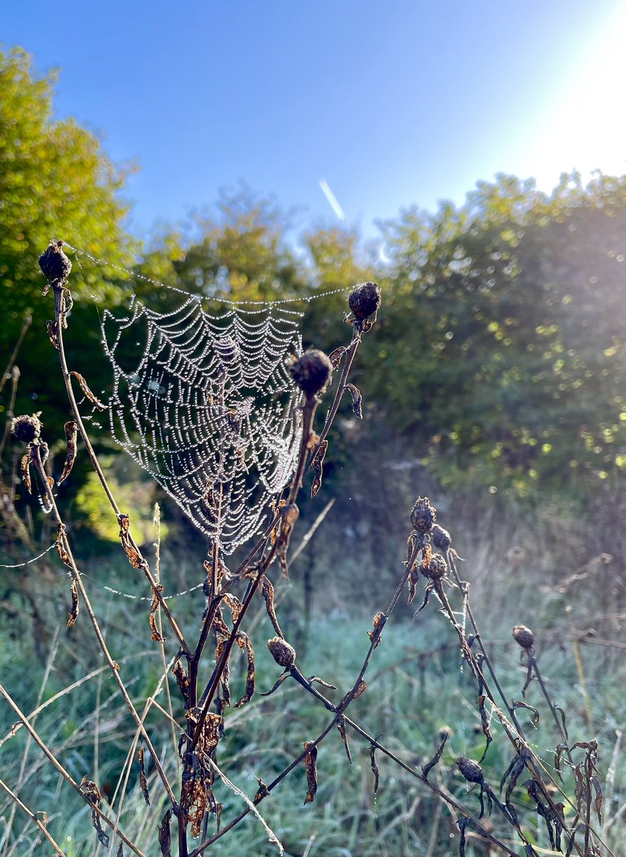 meikiecakie's tweet image. Good Morning Saturday friends. Bejewelled spiders web for you today, they were everywhere yesterday on my walk with the Bear. Thank you for welcoming me back 😘. 
@keeper_of_books #spidersweb