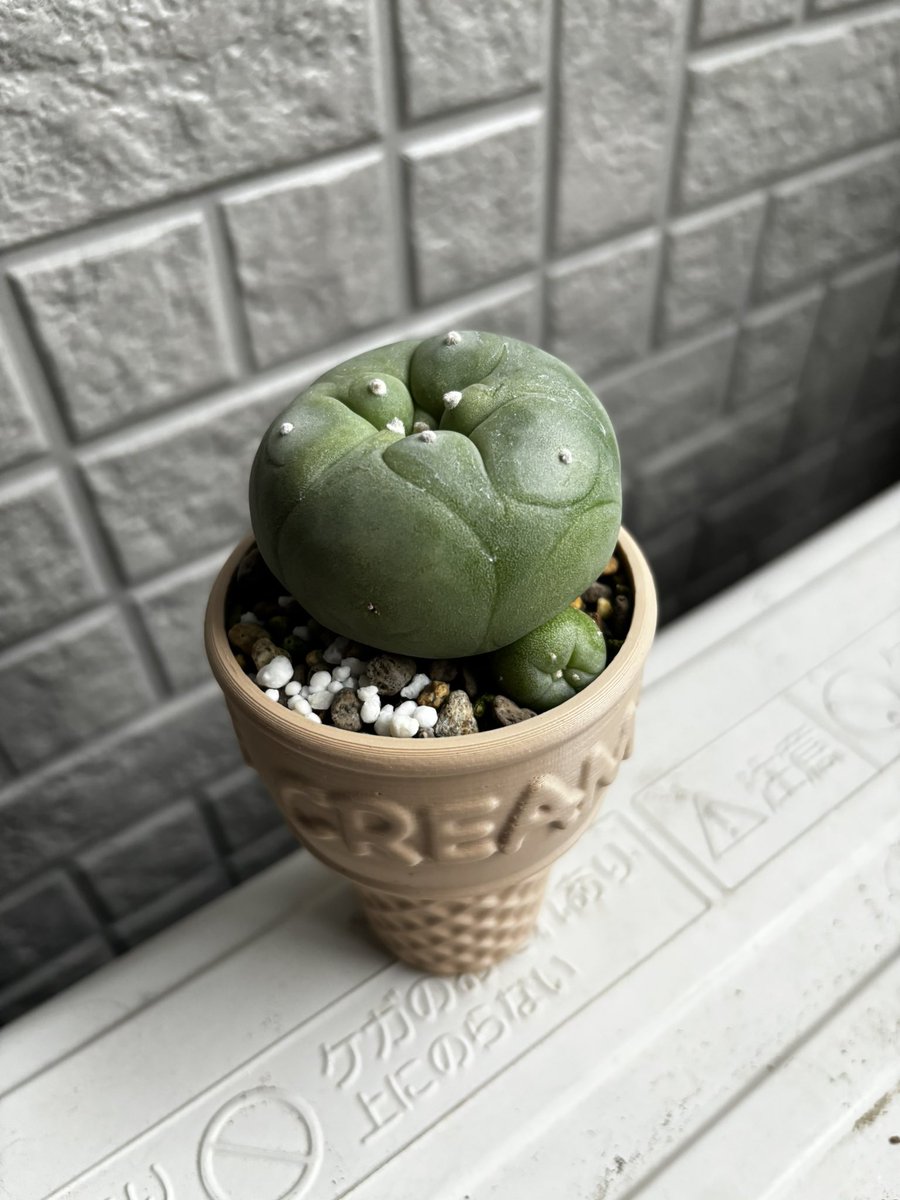 mochiko_house's tweet photo. 【今日の #多肉植物 】
ロホホラ×#NPot のアイスクリーム鉢
コメリで購入したロホホラ、デカくなったw😂
これも抹茶アイスみたいで可愛い😍 https://t.co/yeKgTrkmRF