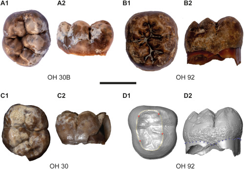 Bienvenidos dos nuevos dientes de Paranthropus en Olduvai: molares OH 92 y OH 30B. 
New hominin dental remains from Olduvai Gorge (Tanzania) doi.org/10.1016/j.jhev…