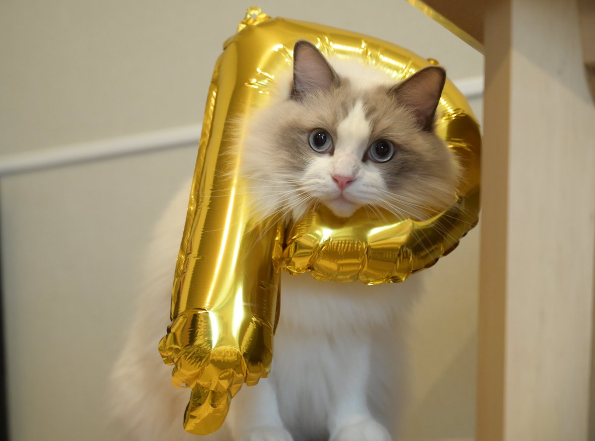 しゃるどねこ (@chat_rdonnay_ko) / Posts / X