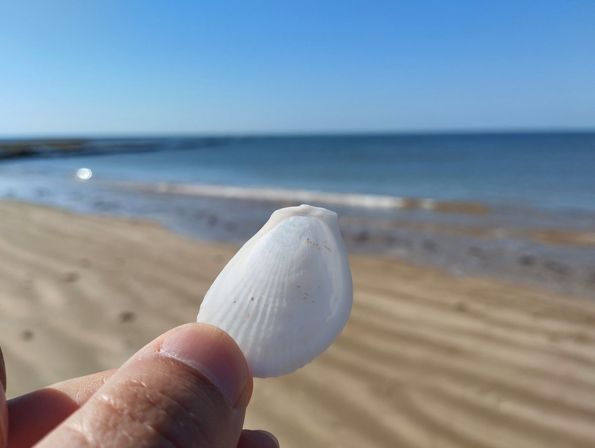 fjosepena's tweet photo. 🐚 Malacología para el finde ... El peinecillo💃🏻🇪🇦 y Flame shell 🔥en British🇬🇧
🔬 Limaria hians
➡️ Concha frágil. Interior aporcelanado. No es fácil verlas enteras.
➡️ Con sus largos tentáculos literalmente nada! 🏊🏻
Para muestra el video de @asturnatura ⤵️
#Limaria #Chipiona https://t.co/eNoR1bLbea