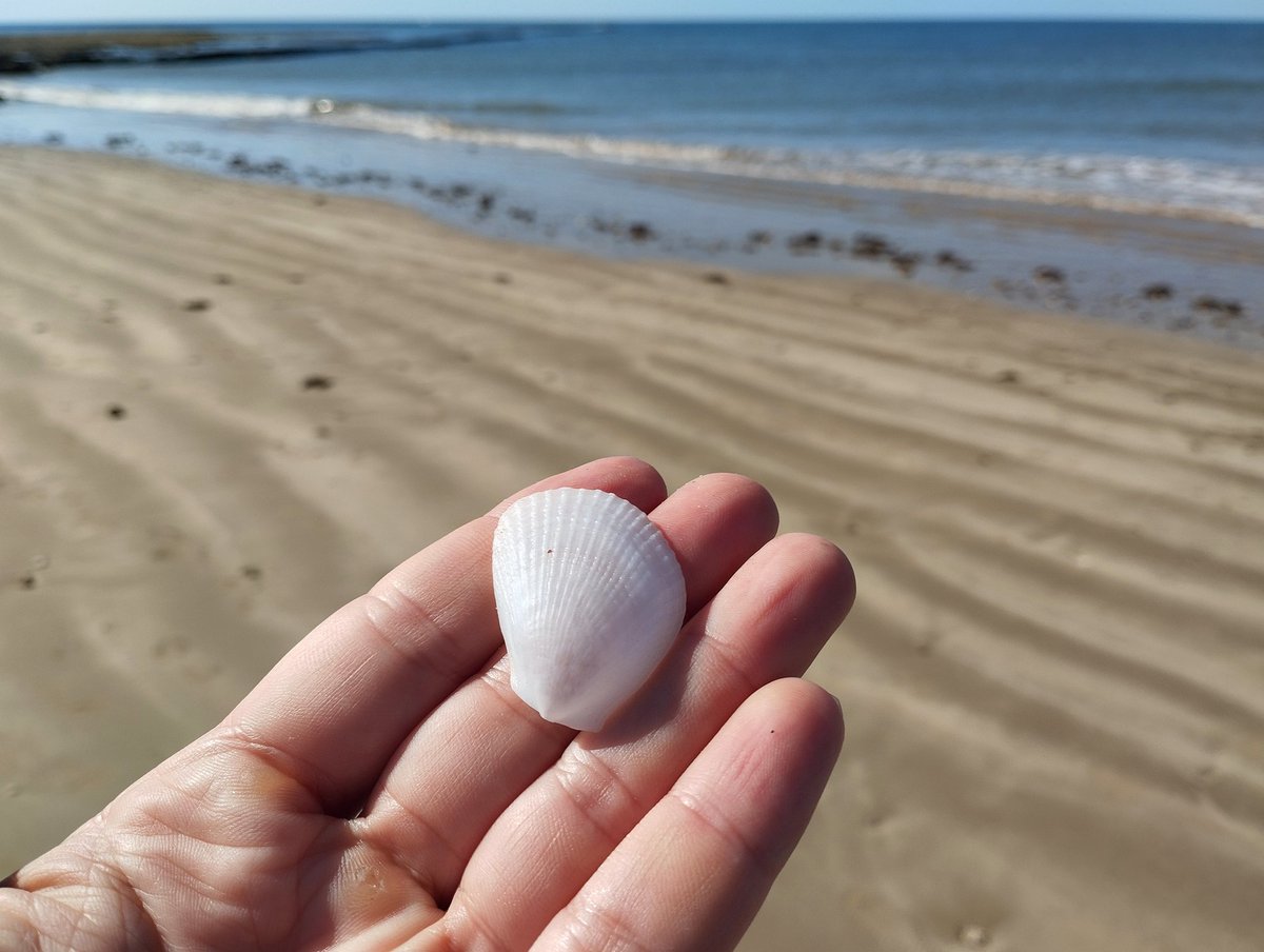 fjosepena's tweet photo. 🐚 Malacología para el finde ... El peinecillo💃🏻🇪🇦 y Flame shell 🔥en British🇬🇧
🔬 Limaria hians
➡️ Concha frágil. Interior aporcelanado. No es fácil verlas enteras.
➡️ Con sus largos tentáculos literalmente nada! 🏊🏻
Para muestra el video de @asturnatura ⤵️
#Limaria #Chipiona https://t.co/eNoR1bLbea