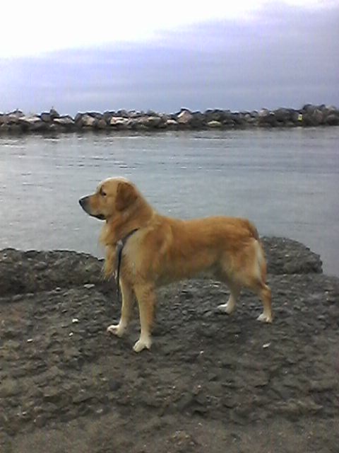 Happy heavenly birthday amore mio🥹🌈❤️🐾🦮