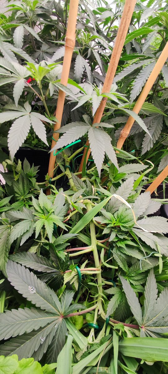 Dont panic! IT'  S  ORGANIC 💨💦🤤