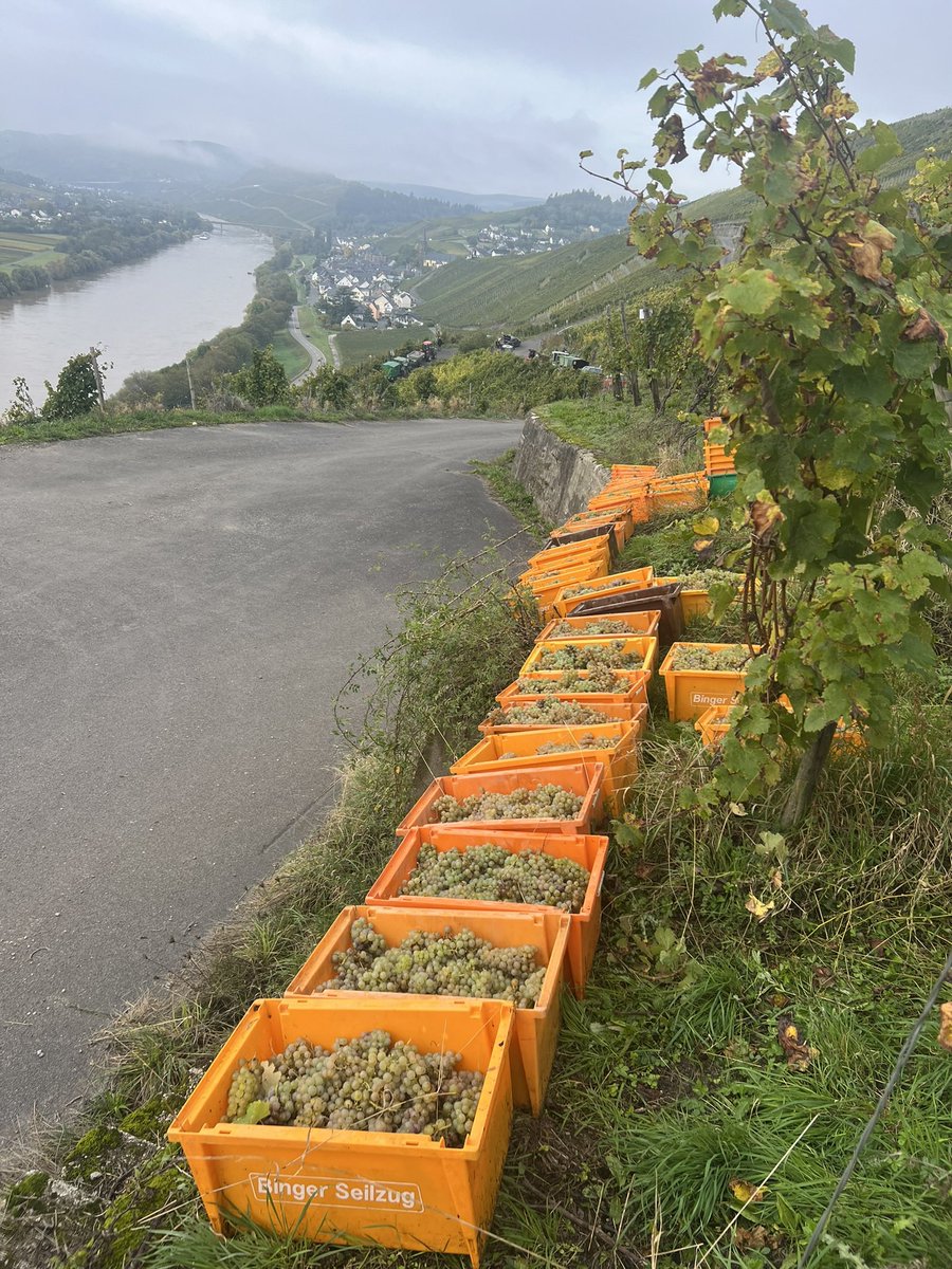This was 2024 SYBILLE KUNTZ Mosel-Riesling harvest.