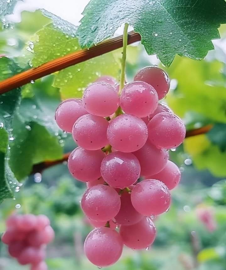 Azankhan992's tweet photo. Good afternoon 😊 https://t.co/TZvK8BRpcN