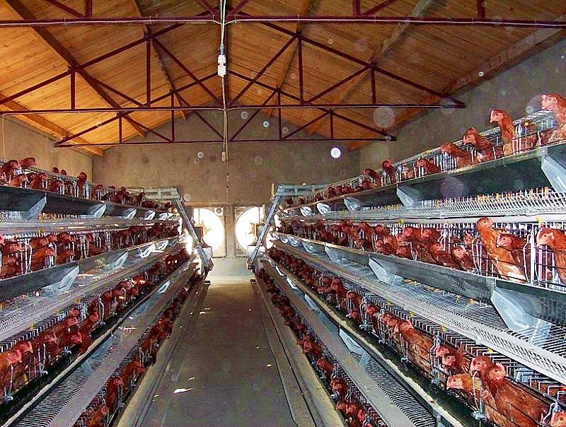 livestocking's tweet photo. Did you know that proper ventilation in poultry houses can improve egg production? Fresh air helps maintain optimal temperatures and reduces disease risks. Let's keep our birds comfortable for better performances and yields. https://t.co/GLmdApA5vr