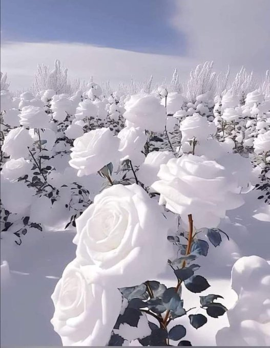 ranaabdula51513's tweet image. یہ کونسی جگہ ہے