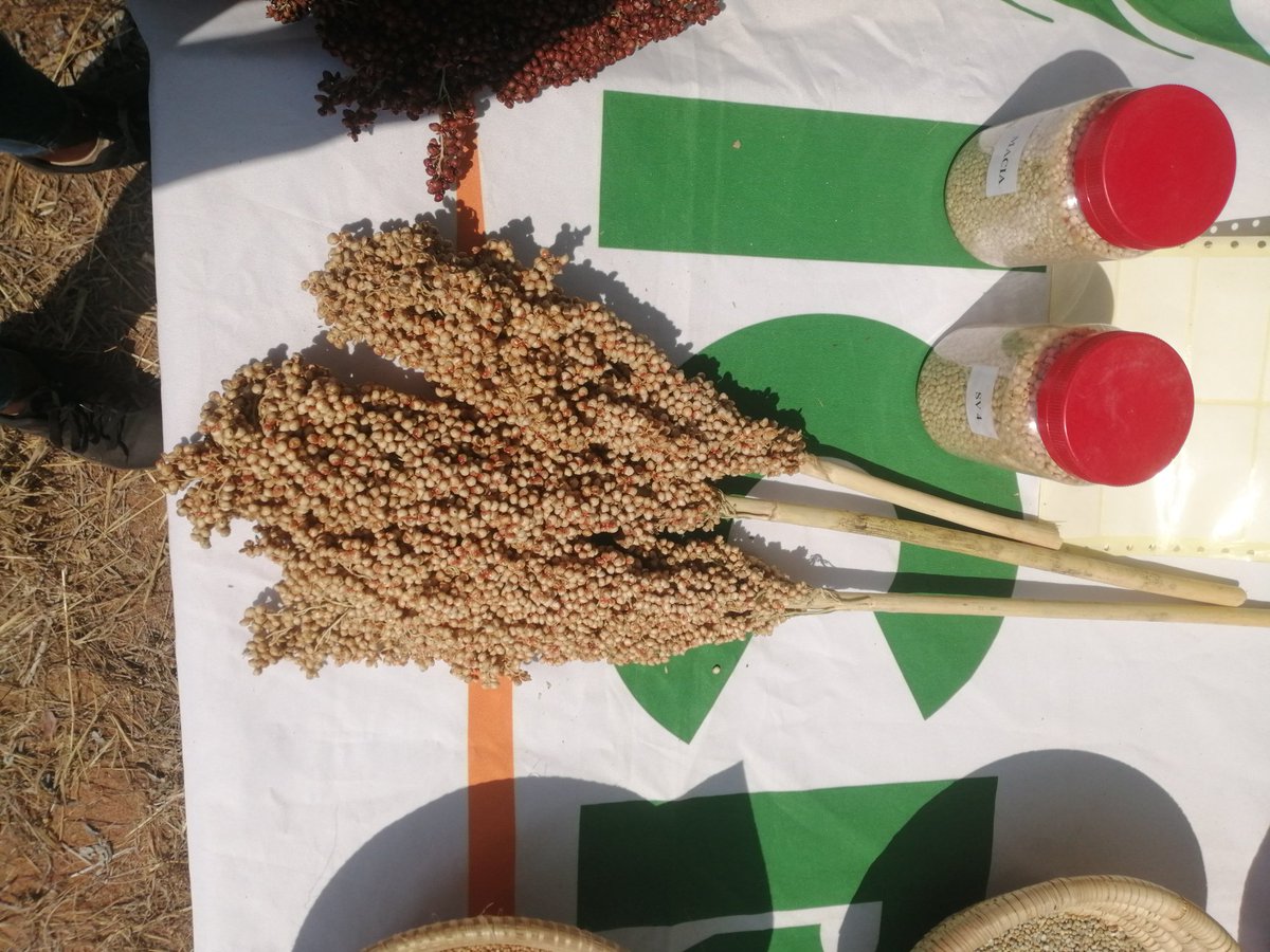 #AgroecologyFair, Amid climate change, equipping farmers with climate-smart knowledge and the right seed varieties has been central to the #AgroecologyFair <a href="/CIMMYT/">CIMMYT</a> <a href="/ICRISAT/">ICRISAT</a> <a href="/IWMI_/">IWMI</a>  #AgroecologyInitiave #AEI