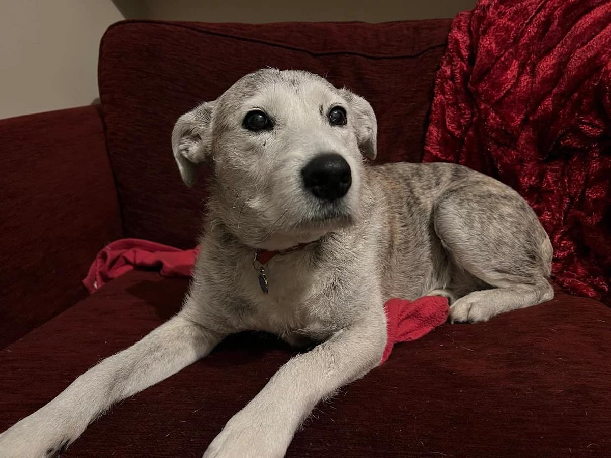 Animal Adoptions UK 🐕‍🦺🐈🐎❤️ tweet media