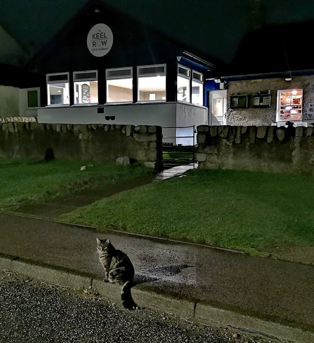 The Fionnphort cat outside The Keel Row.