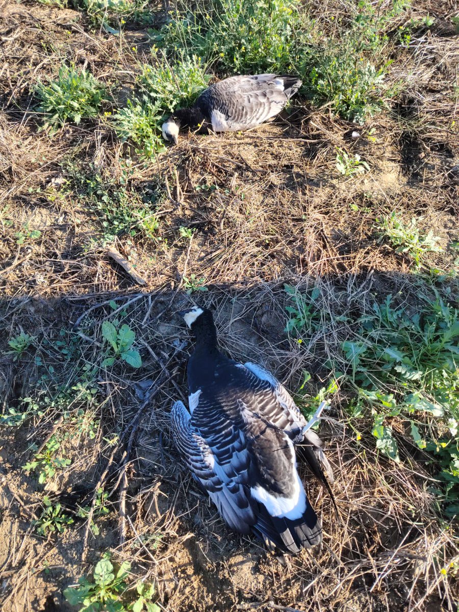 Fa menys d'una setmana, uns amics ornitòlegs localitzaven als arrossars del baix Ter uns exemplars d'oca de galta blanca, espècie rara a casa nostra. Avui, han estat ABATUDES per un caçador. Després es fan dir gestors de fauna. Alguns es mereixerien el mateix plom que escampen