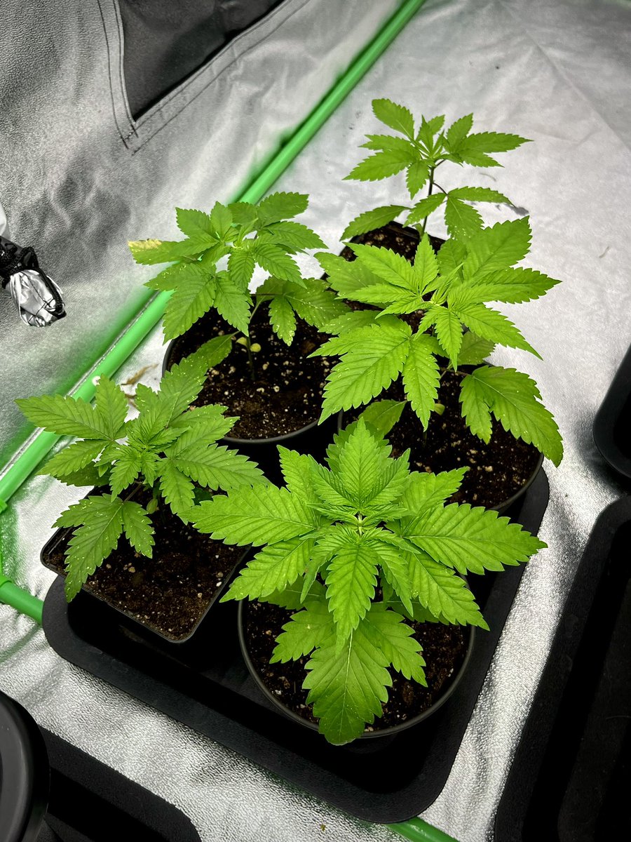 budznberries's tweet photo. GM Gromies!

These little ladies just got a repot yesterday into their middle sized pots.

Once the Mimosa is harvested I will dry her in the tent she was grown in and once that’s all finished the 4 best of these 5 girls will be repotted into their final homes, moved into the Mars Hydro tent and will veg for maybe 1 more week after the repot and flip to flower we go. 

So maybe 3-4 weeks until heading into flower.