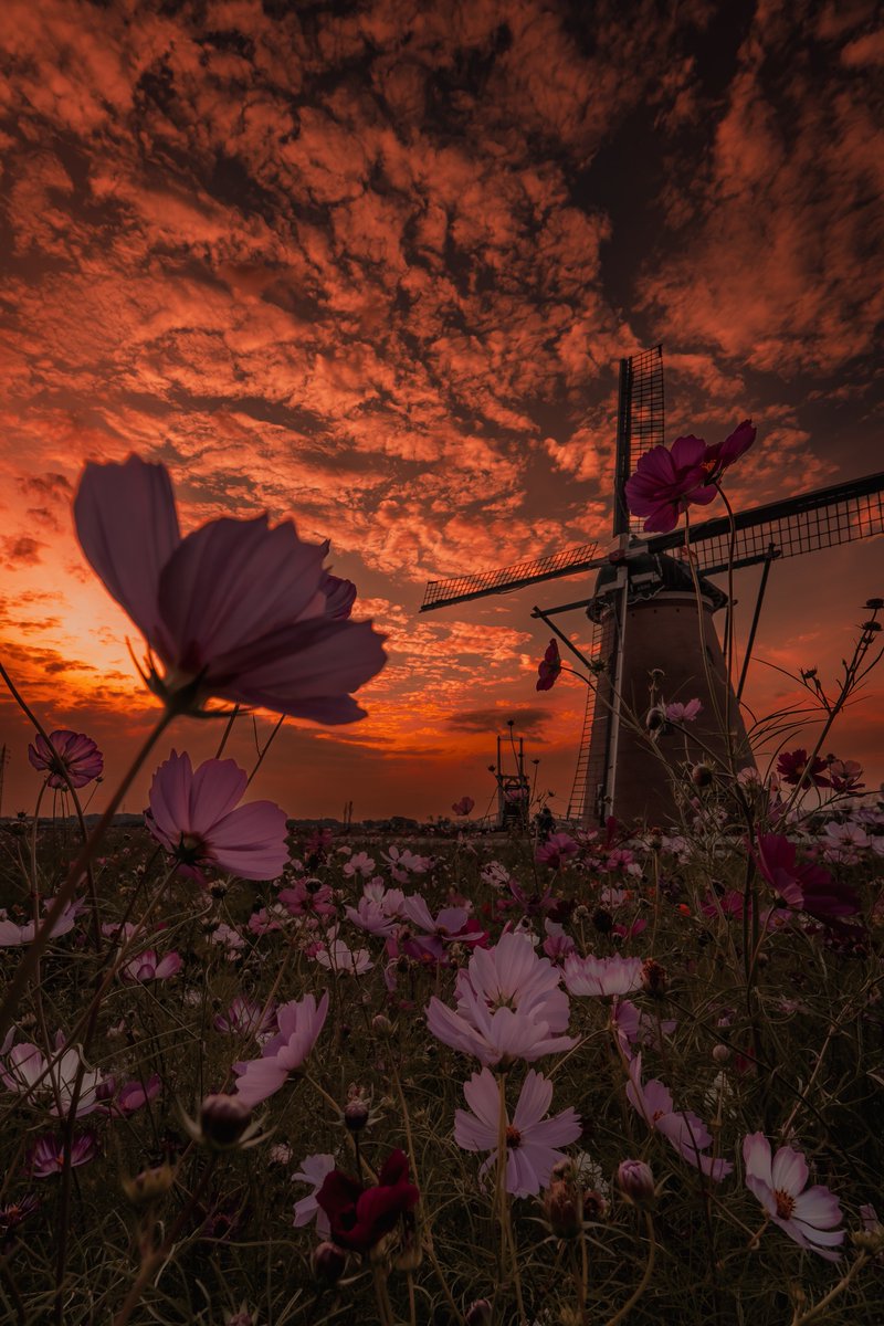 秋夕に燃えるコスモス畑