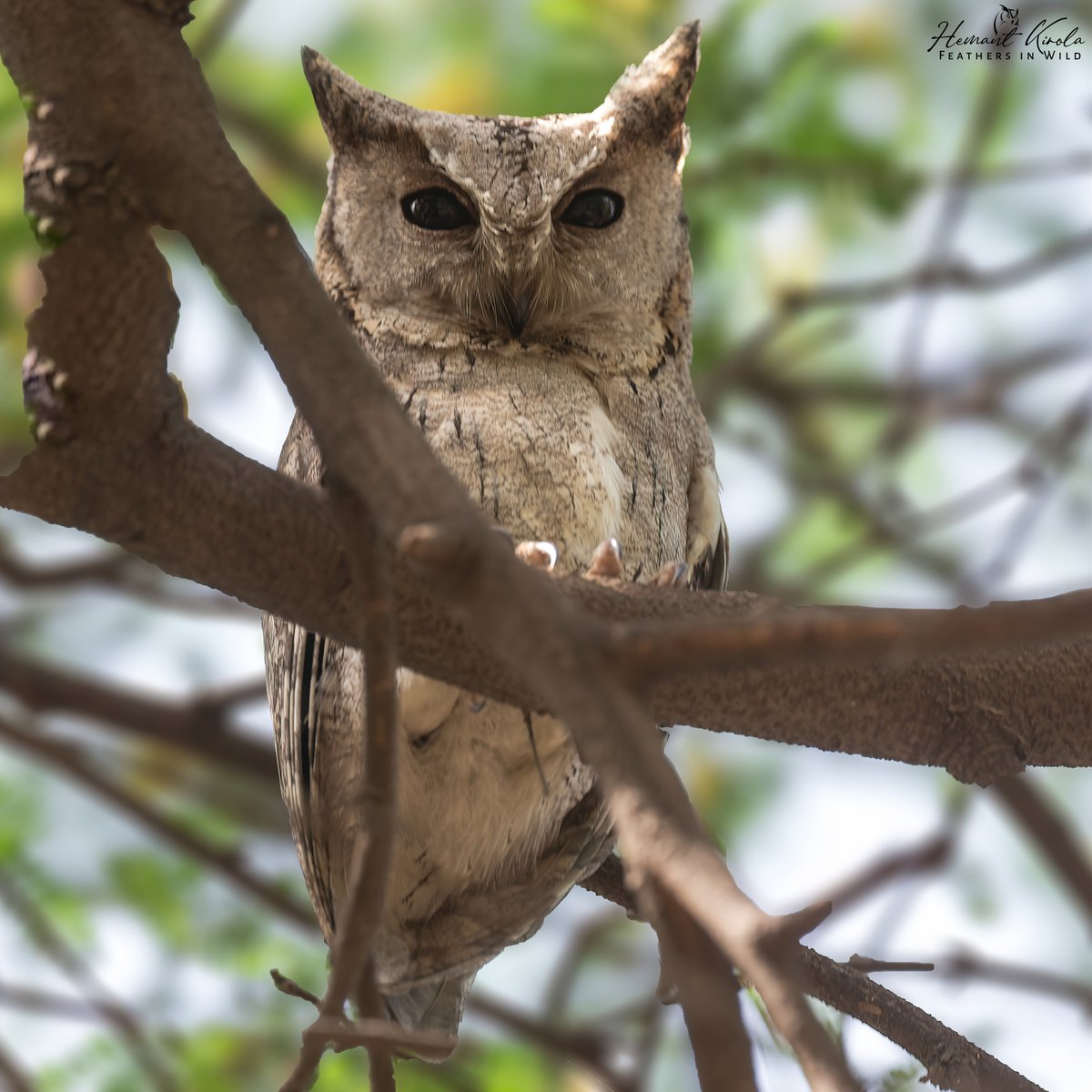 Feathers in Wild_Hemant Kirola tweet media