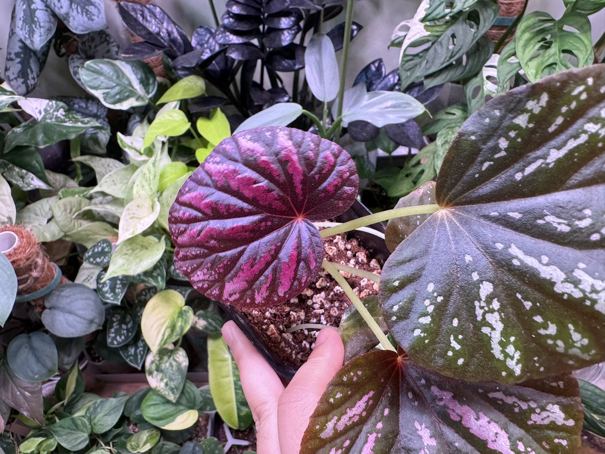 성공적인 색깔💕