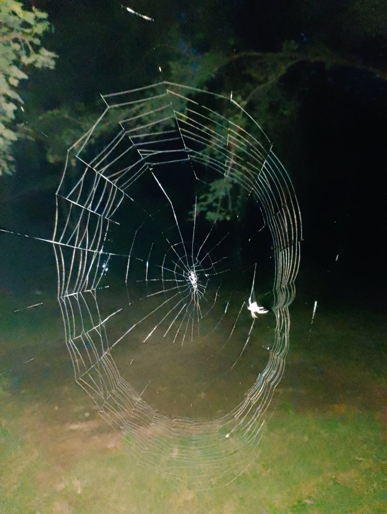 Sakhawat88's tweet image. Did you know that spider webs in the forest serve as intricate ecosystems? They capture not only prey but also moisture, aiding plant growth. These webs can be stunning, showcasing the ultimate artistry of nature. 
#MHNP
#WildlifeConservation