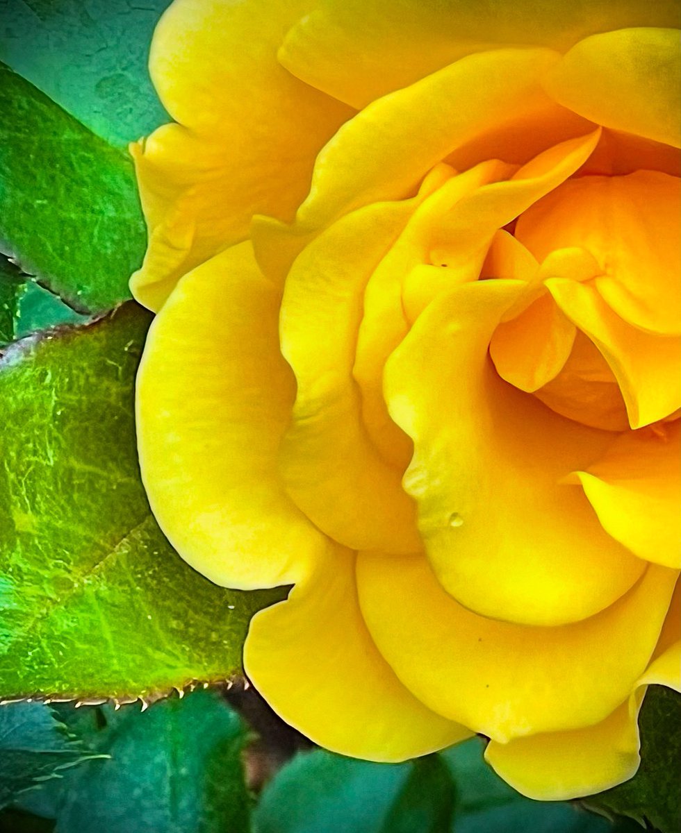 r_fototkr's tweet image. Morning!
#butterscotch #rose #GardenersWorld  @chicagobotanic  @GettyImages
