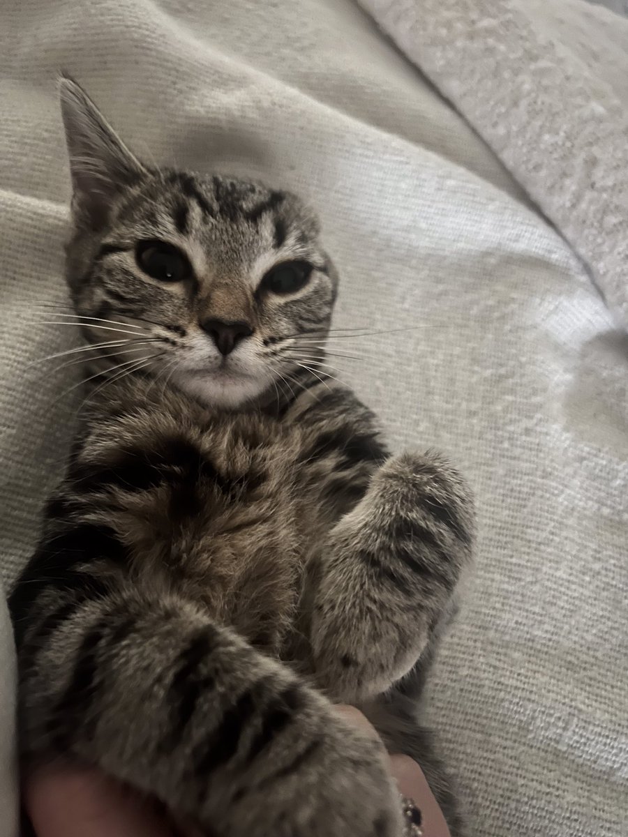 missmaggiecat's tweet photo. Twitter, Help.

My ear appears to be missing. It was there when I went to sleep 😸

#Caturday 
#CatsOfTwitter https://t.co/LkI01ZQHUa