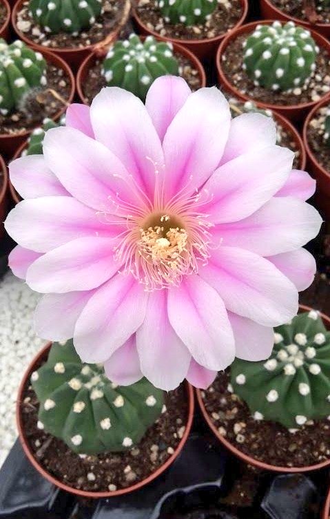 皆様(  . .)"ばんちゃ(≧∇≦)/
今日もお付き合いありがとうです
沢山のリプ＆いいね＆RTありがとうです🙇🏻‍♀️蒸し暑い1日でしたね！
私久しぶりゆっくりしました🤭
素敵な夜🌃🌙*ﾟをお過ごしくださいね！明日もヨロピク!!(・ω<)-☆
 #サボテンの花  #TLを花で一杯にしよう  ฅ( • - • ฅ)ｵﾔｽﾐﾅｻｲ