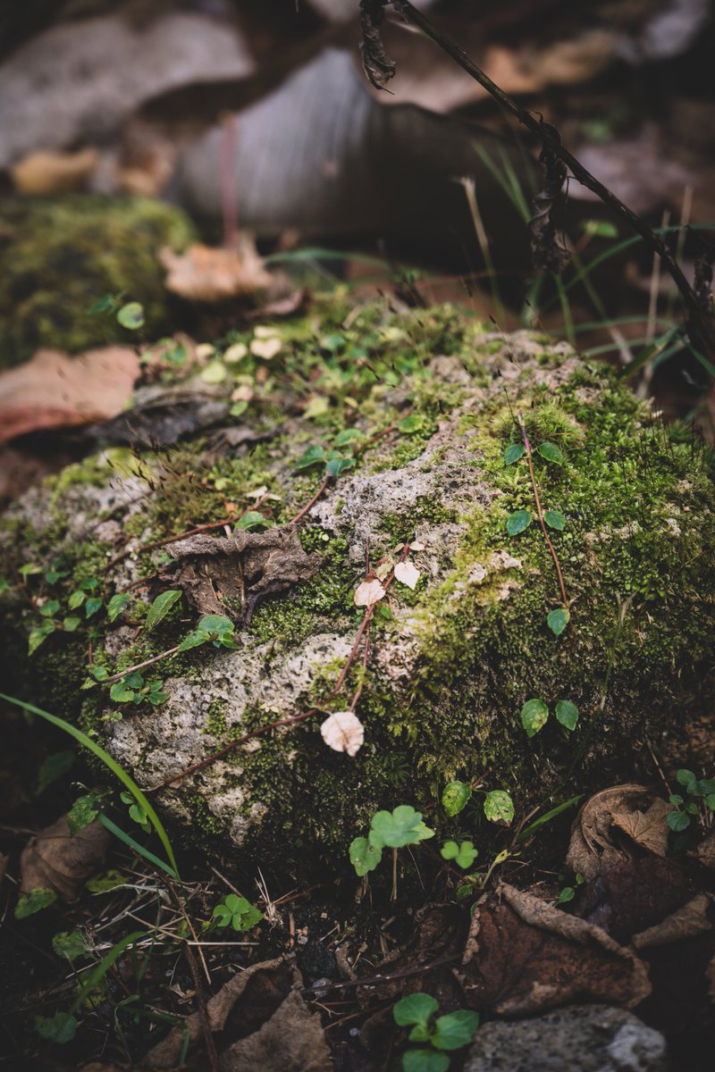 北海道　
苔の回廊