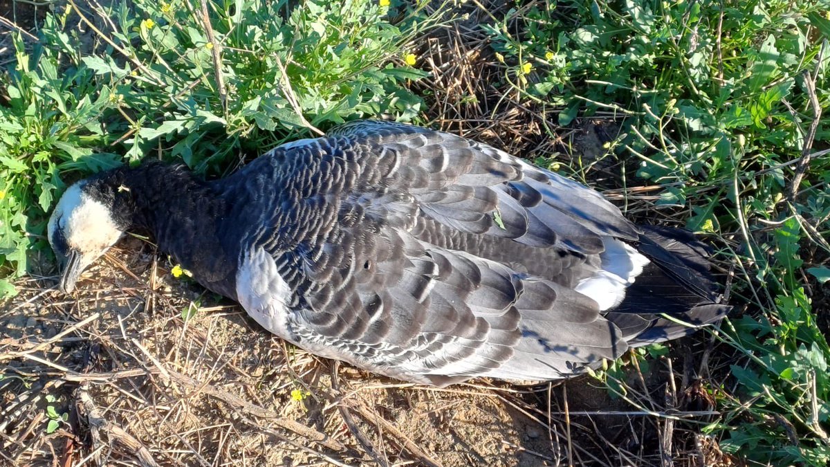 Als arrossars de Pals hi havia 4 oques de galta blanca (Branta leucopsis), una espècie ben rara a Catalunya. Molts ocellaires han anat a veure-les expressament aquests dies.

Aquest matí han estat testimonis de com un caçador en matava 3 i feria a l’altra !!